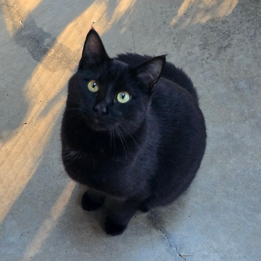 Black Jack, Adoptable, Adult Male Domestic Short Hair.