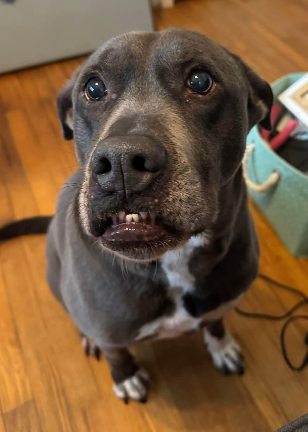 Cooper, a Adoptable mixed breed in Holly Springs, NC image 3/3