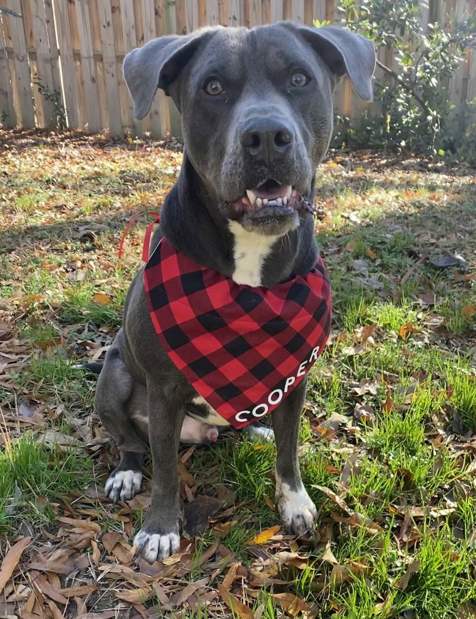 Cooper, a Adoptable mixed breed in Holly Springs, NC image 3/3