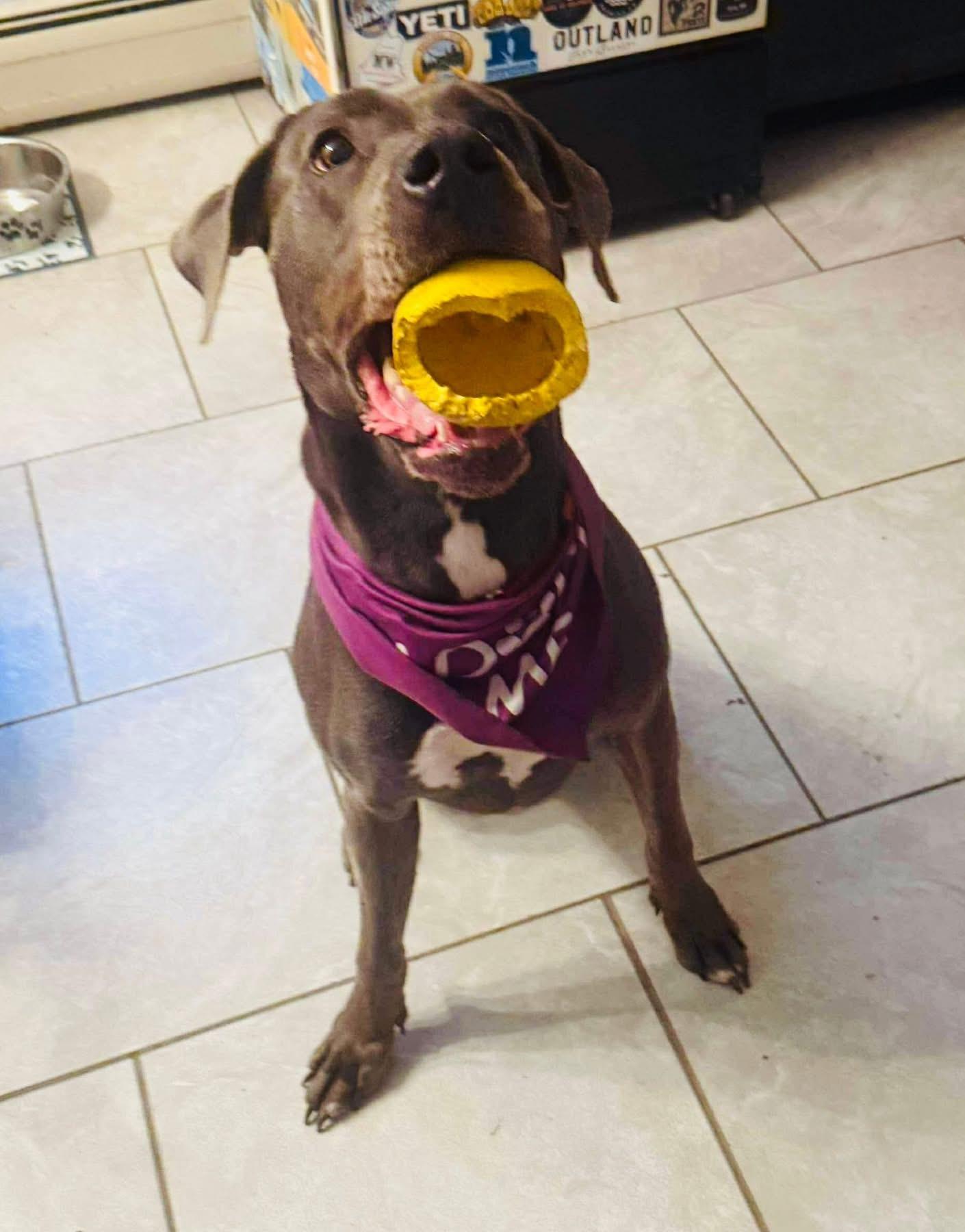 Kimba, a Adoptable mixed breed in Brooks, ME image 2/3