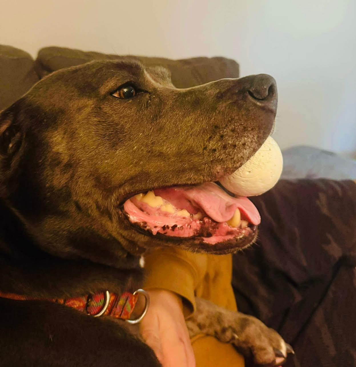 Kimba, a Adoptable mixed breed in Brooks, ME image 3/3