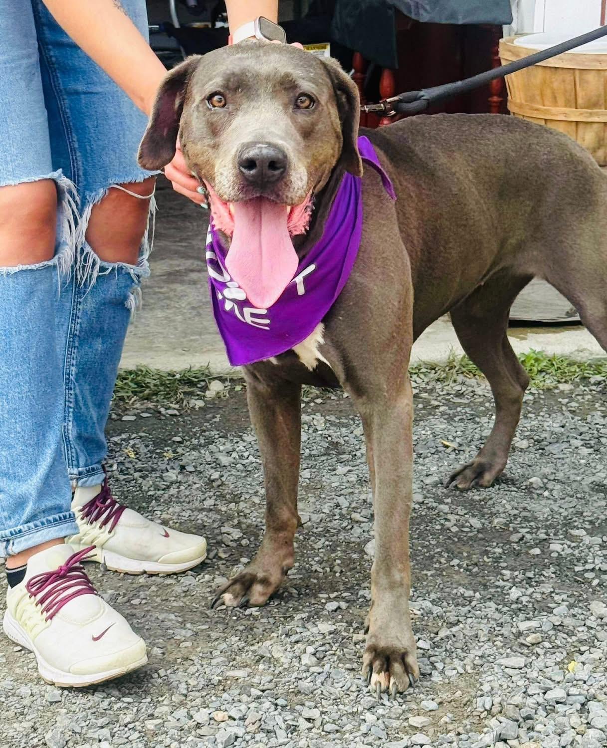 Kimba, Adoptable, Adult Female Great Dane & Labrador Retriever.