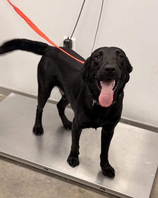 Enlarge Blu, a Adoptable mixed breed in Lafayette, LA image 1/2