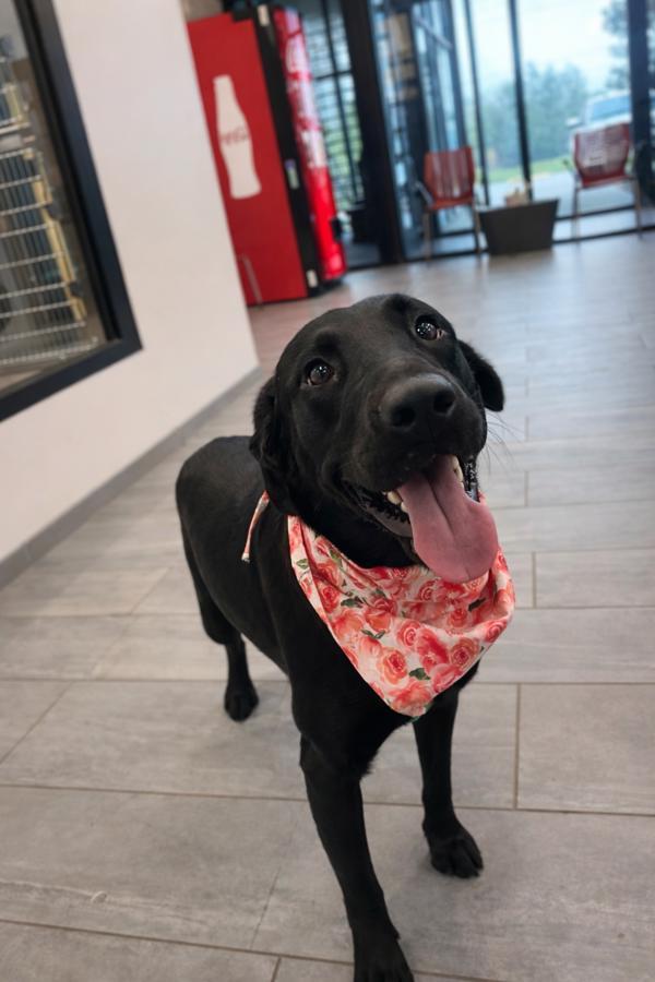 Enlarge Blu, a Adoptable mixed breed in Lafayette, LA image 2/2