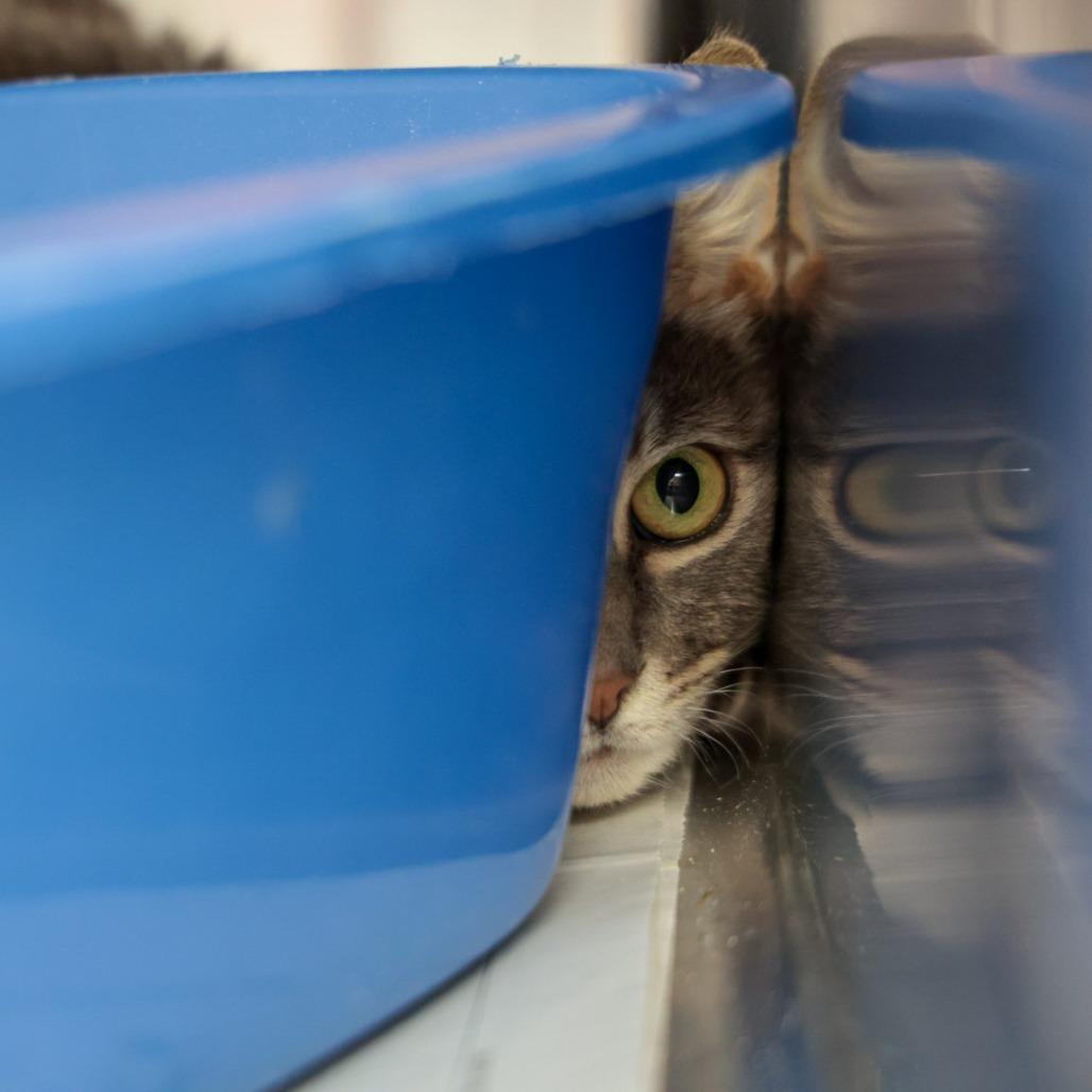 TJ, Adoptable, Senior Male Domestic Short Hair.