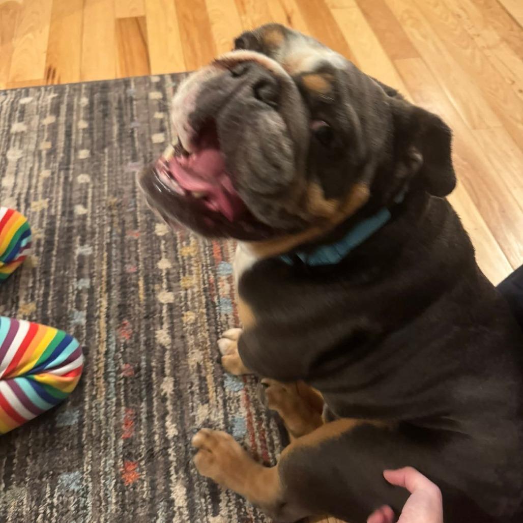 Arlo, Adoptable, Adult Male English Bulldog.