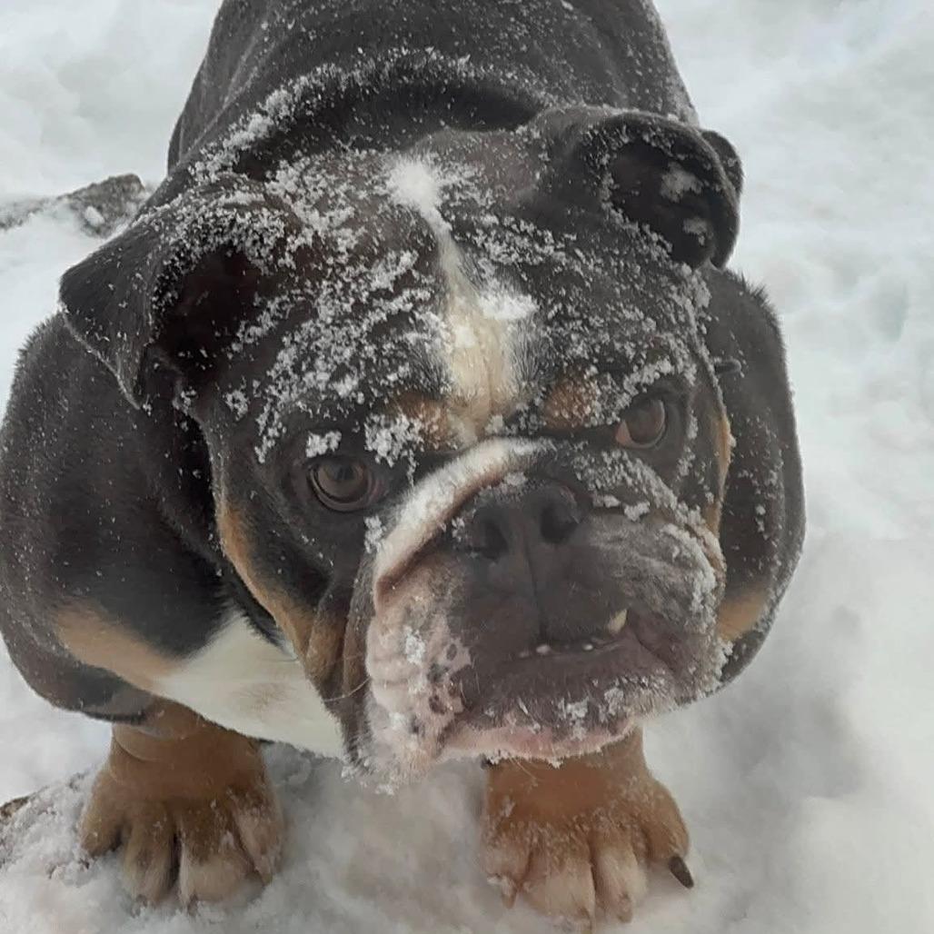 Arlo, a Adoptable English Bulldog in Huber Heights, OH image 4/4