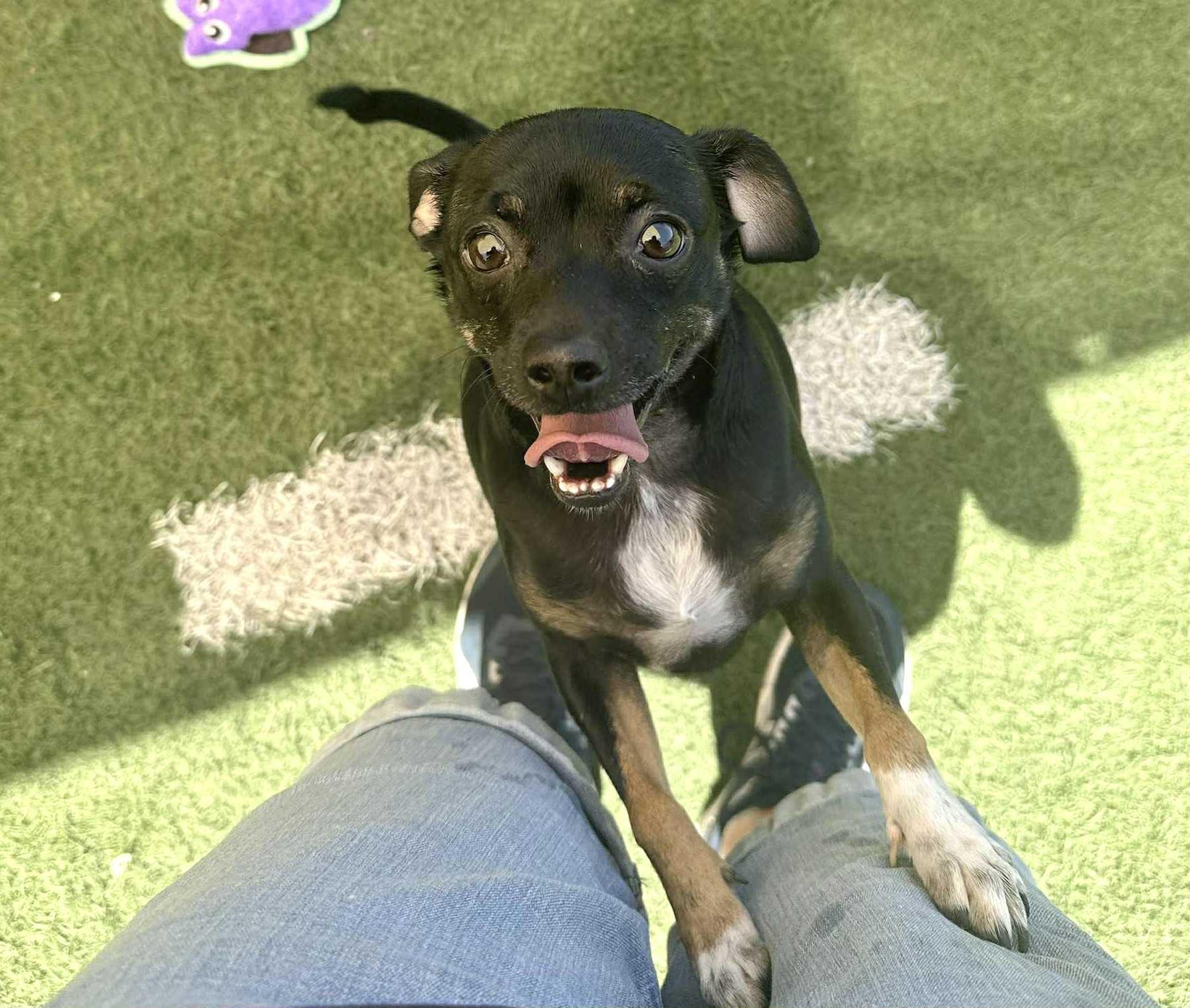 Enlarge Huey, a Adoptable mixed breed in PHOENIX, AZ image 1/4