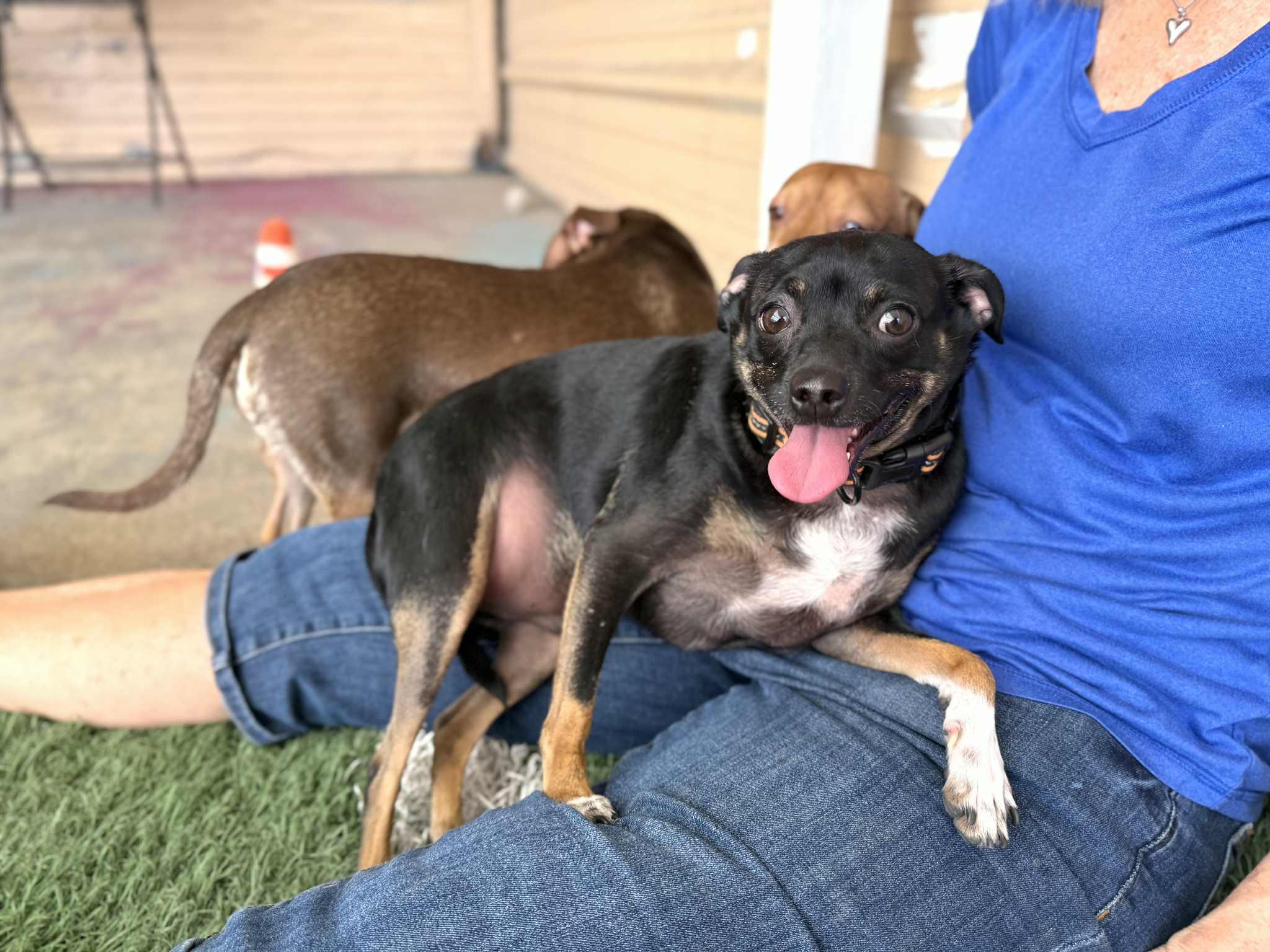 Enlarge Huey, a Adoptable mixed breed in PHOENIX, AZ image 2/4