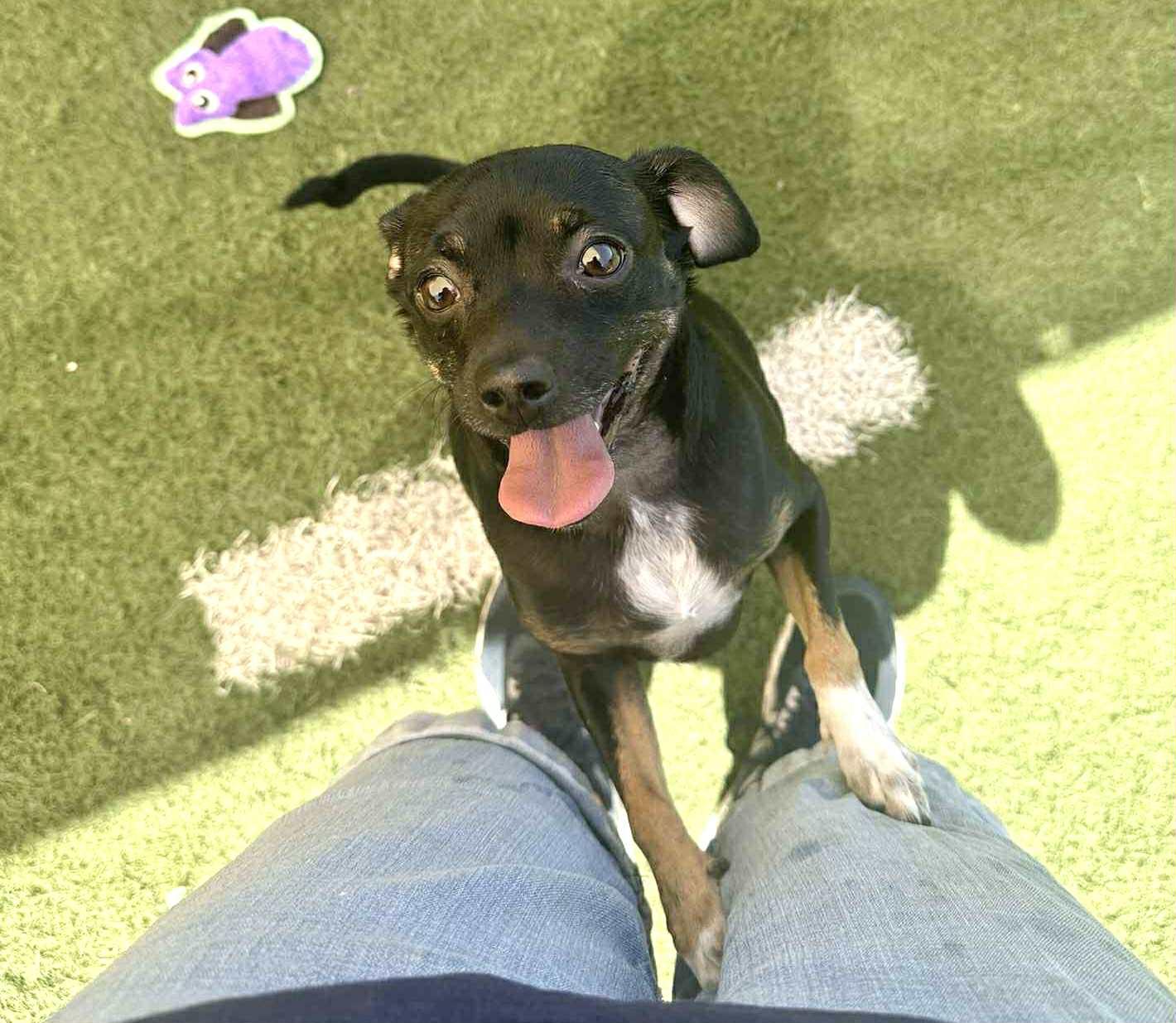 Enlarge Huey, a Adoptable mixed breed in PHOENIX, AZ image 3/4