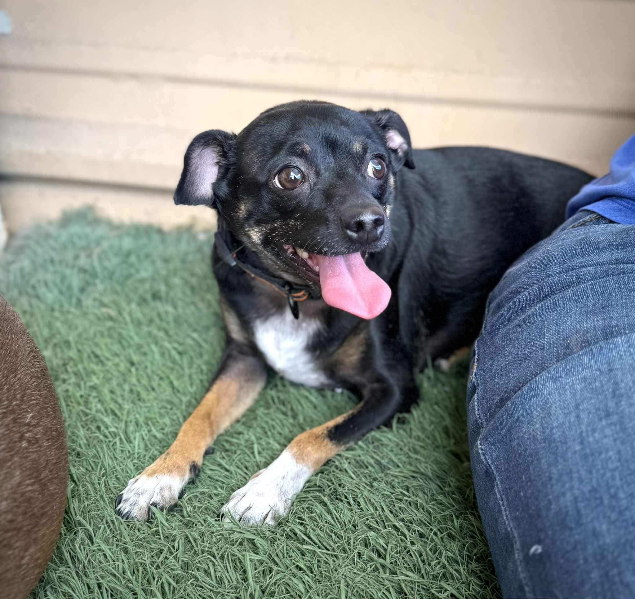 Enlarge Huey, a Adoptable mixed breed in PHOENIX, AZ image 4/4