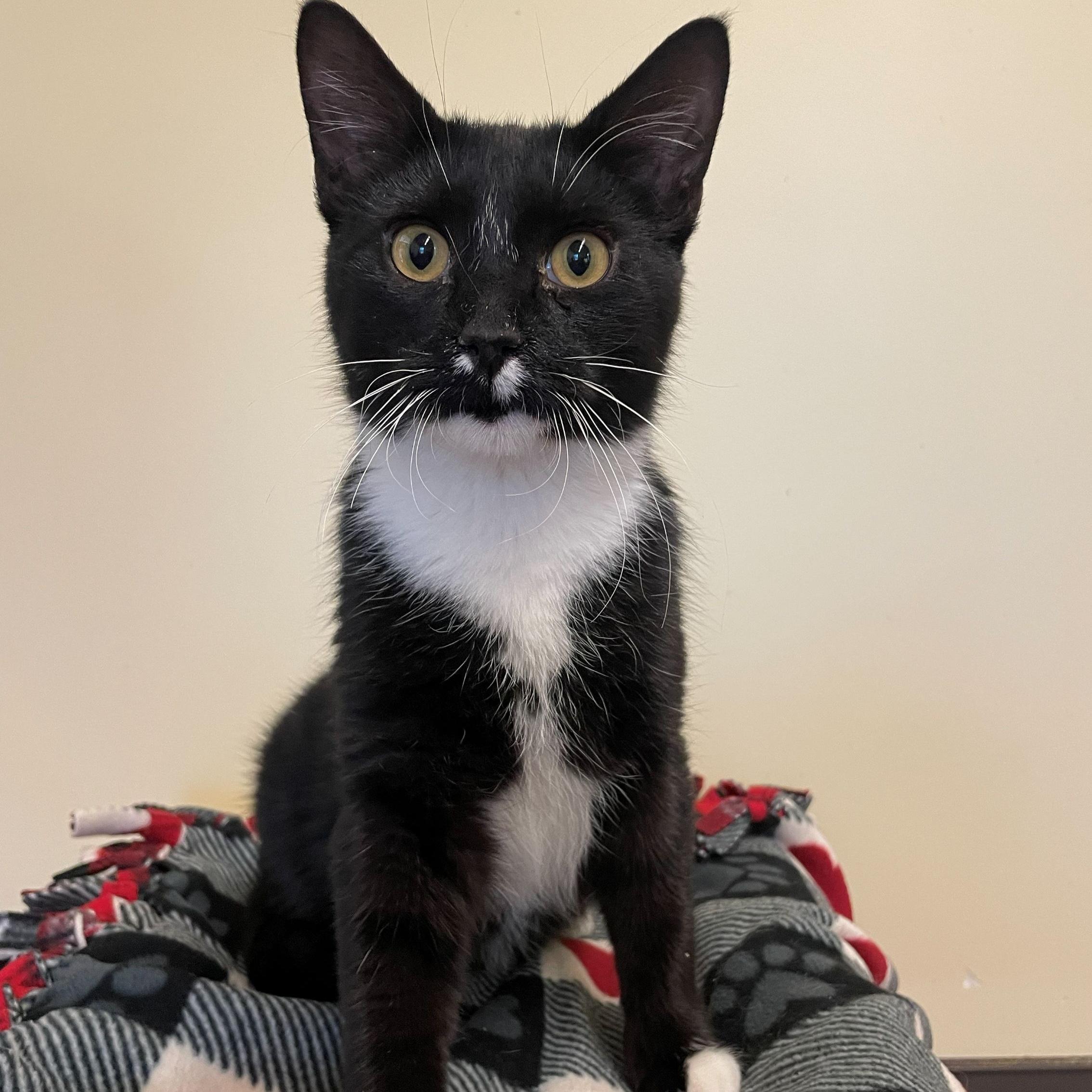 Fridley, adopted, Young Male Domestic Short Hair.