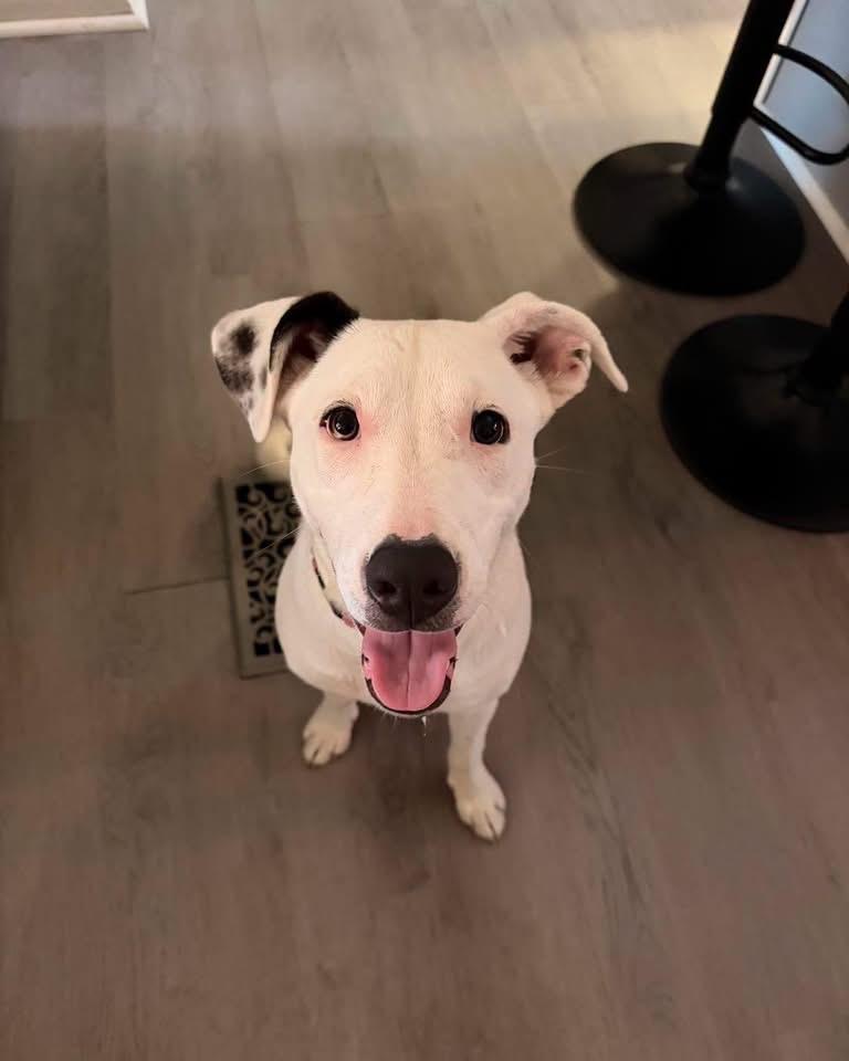 Ocean, Adopted, Young Female Hound & Labrador Retriever.