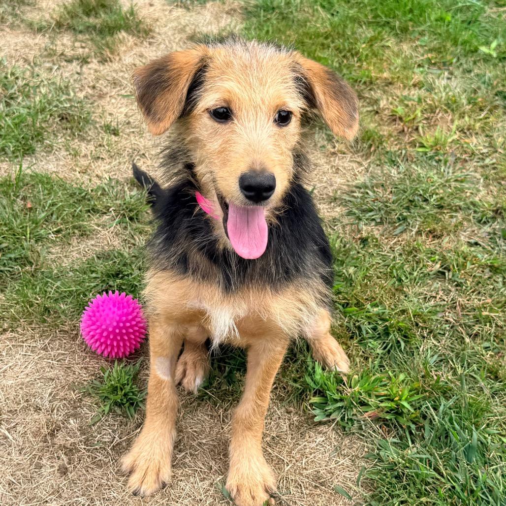Enlarge CT Atta avail Sep 26 (Cropley's Garden- Bolton, CT), a Adoptable mixed breed in Stormville, NY image 1/4