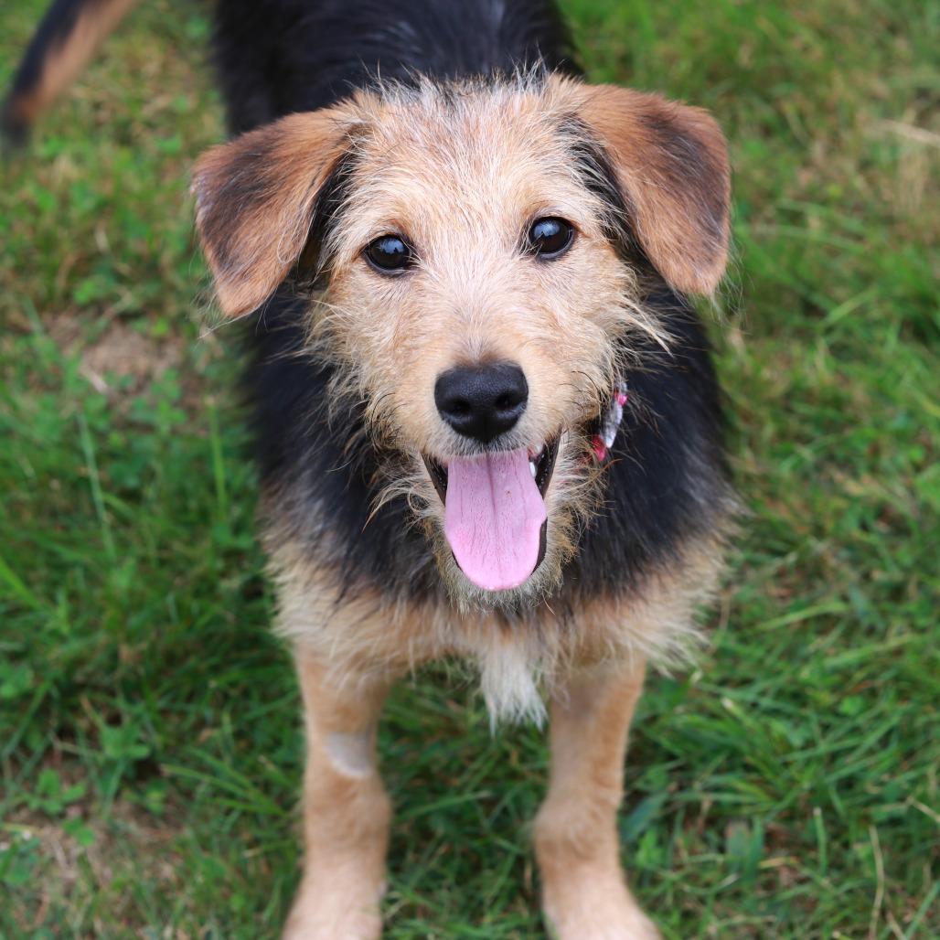 Enlarge CT Atta avail Sep 26 (Cropley's Garden- Bolton, CT), a Adoptable mixed breed in Stormville, NY image 2/4