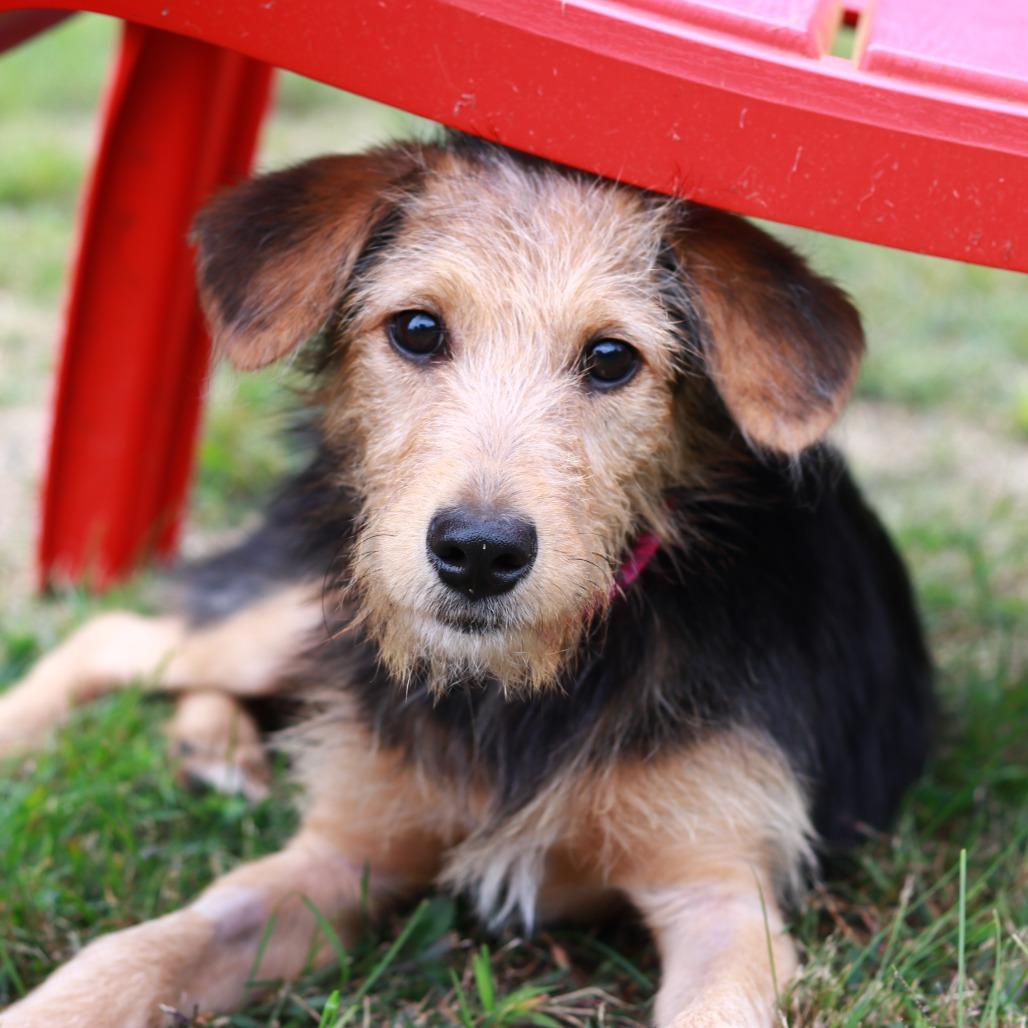 Enlarge CT Atta avail Sep 26 (Cropley's Garden- Bolton, CT), a Adoptable mixed breed in Stormville, NY image 3/4