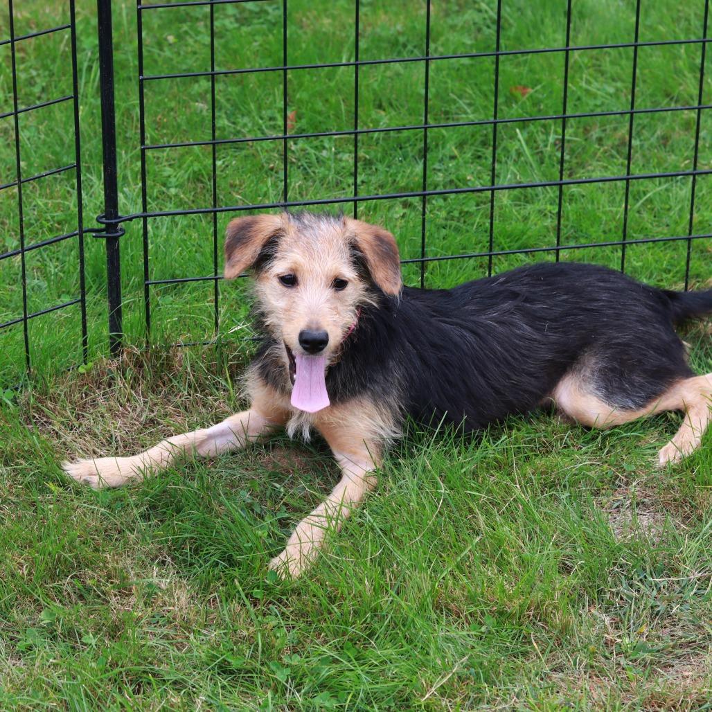 Enlarge CT Atta avail Sep 26 (Cropley's Garden- Bolton, CT), a Adoptable mixed breed in Stormville, NY image 4/4