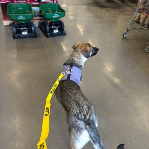 Luna, Adoptable, Adult Female German Shepherd Dog & Mixed Breed.