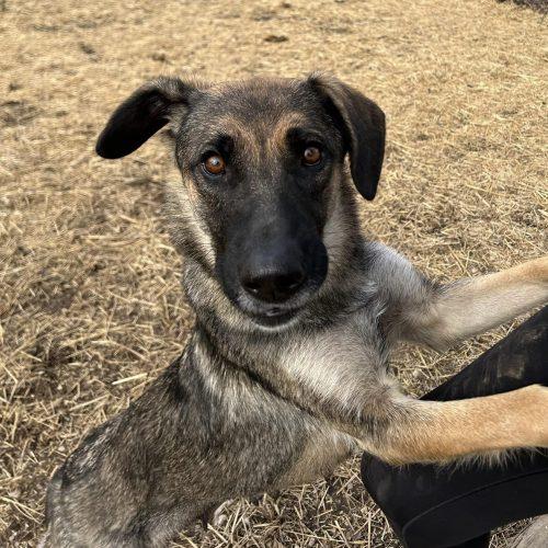 Luna, Adoptable, Adult Female German Shepherd Dog & Mixed Breed.