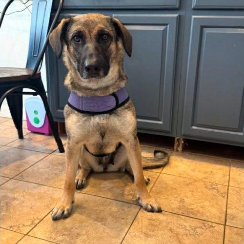 Luna, Adoptable, Adult Female German Shepherd Dog & Mixed Breed.