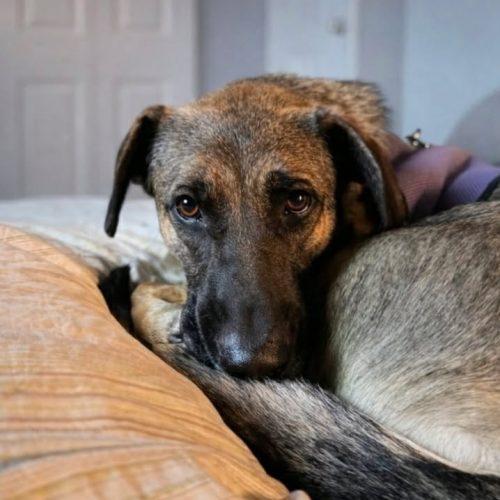 Enlarge Luna, a Adoptable mixed breed in Verona, NJ image 3/5