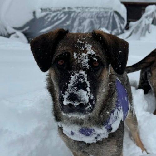 Enlarge Luna, a Adoptable mixed breed in Verona, NJ image 4/5