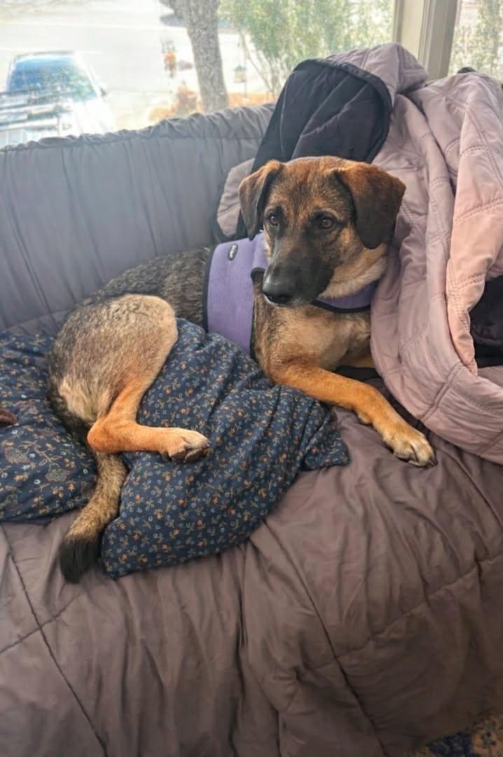 Enlarge Luna, a Adoptable mixed breed in Verona, NJ image 6/6