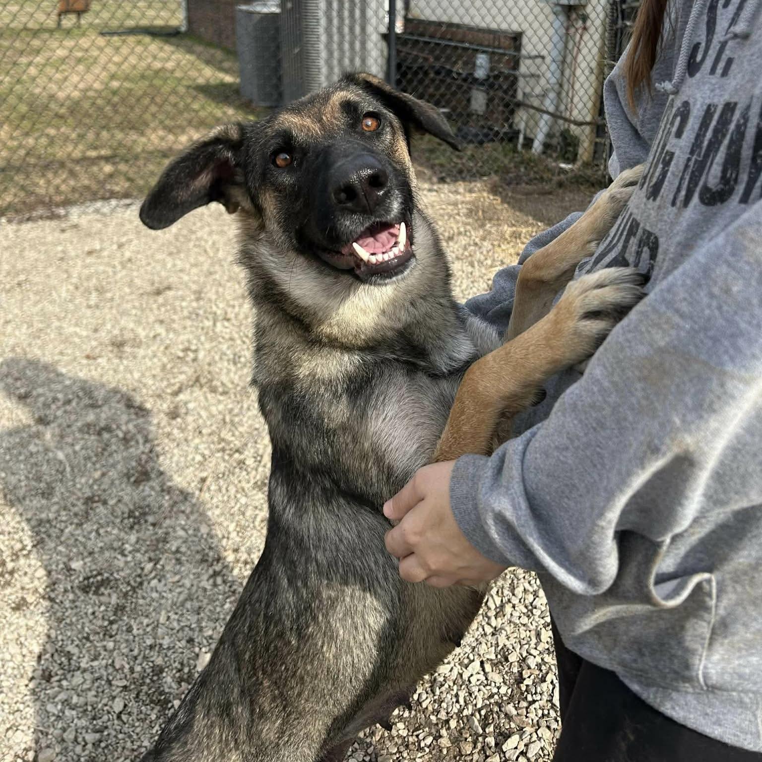 Enlarge Luna, a Adoptable mixed breed in Verona, NJ image 2/3