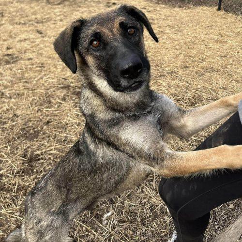 Enlarge Luna, a Adoptable mixed breed in Verona, NJ image 3/3