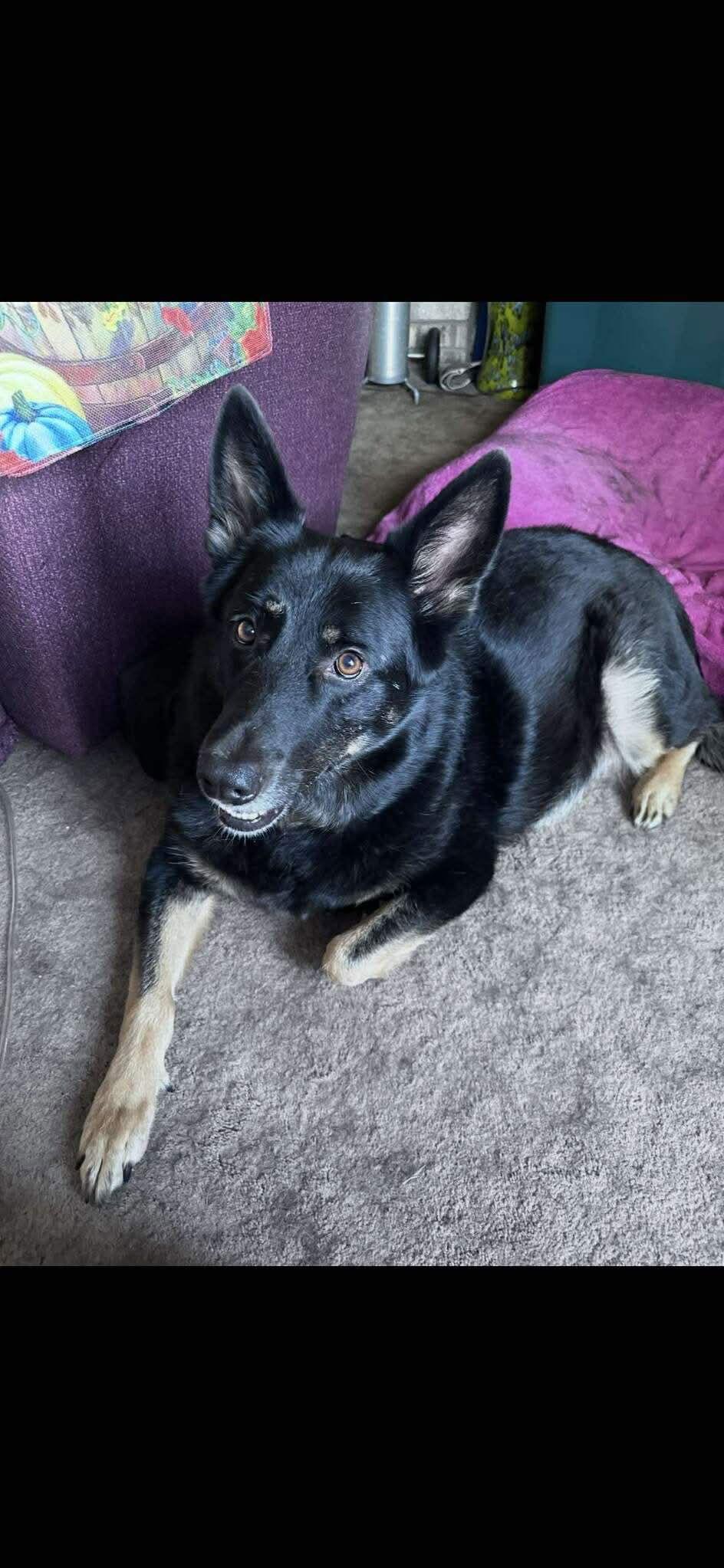 Enlarge Kita 7278, a Adoptable German Shepherd Dog in Centreville, VA image 3/3