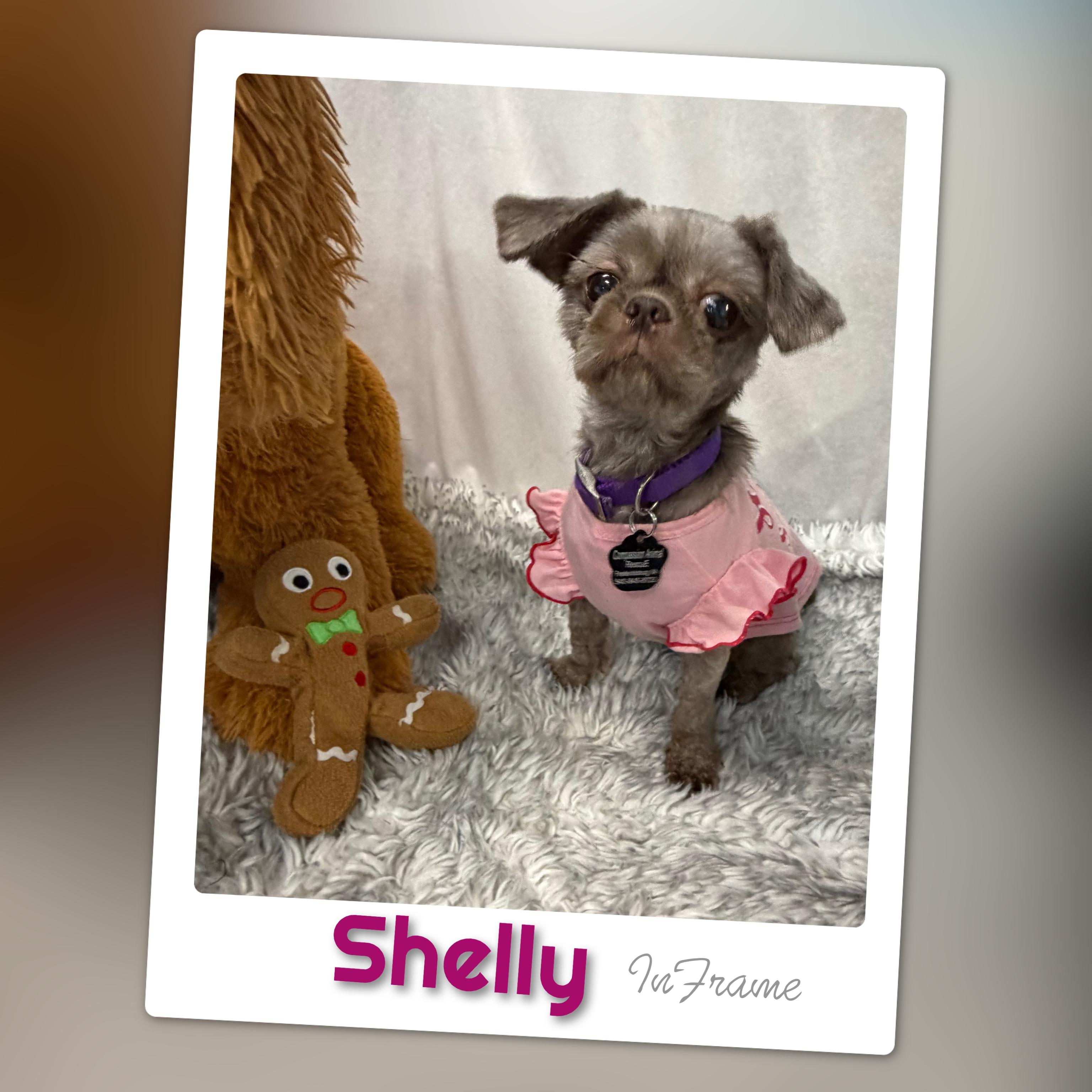 Shelly, Adopted, Young Female Pug.