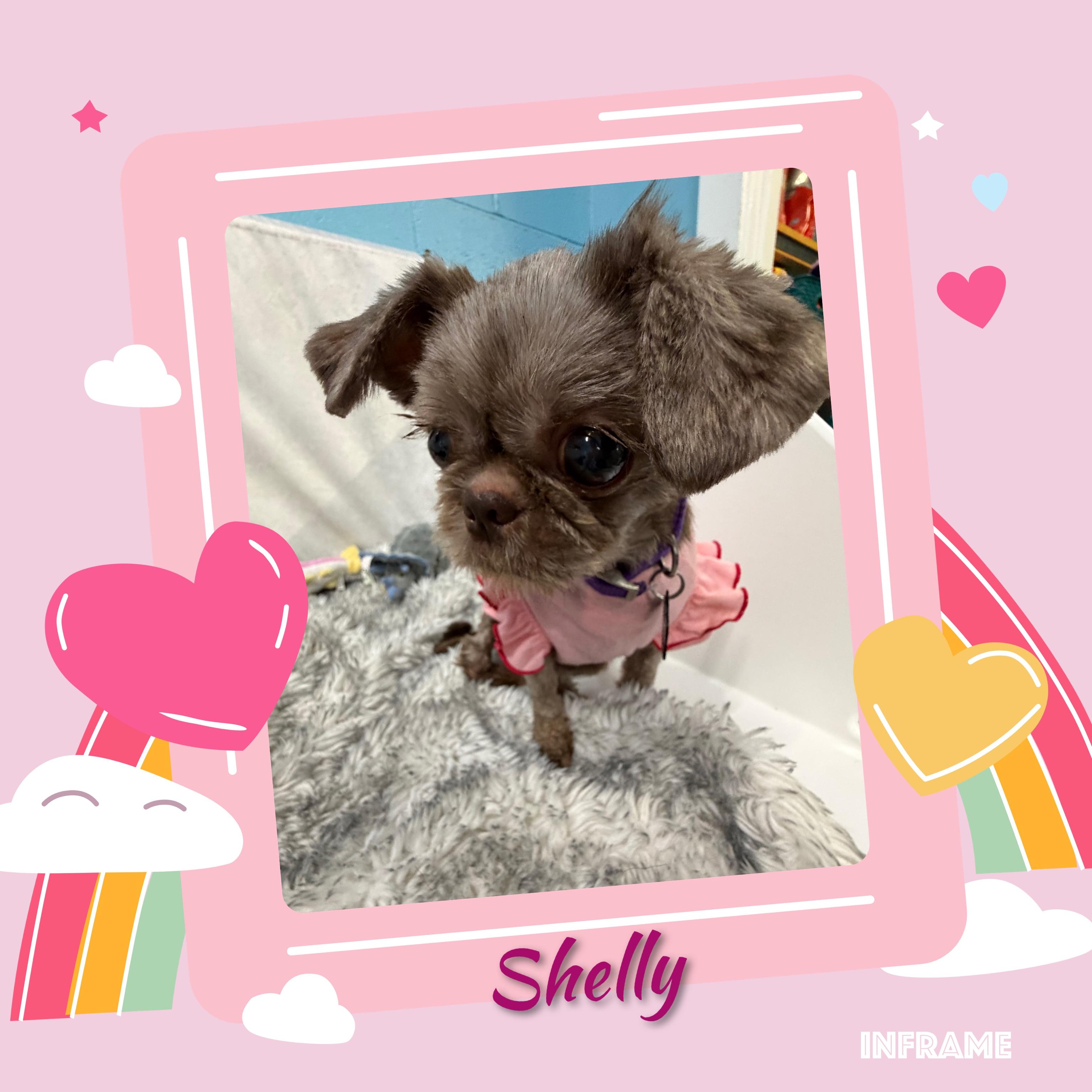 Enlarge Shelly, a Adopted mixed breed in Fredericksburg, VA image 5/6