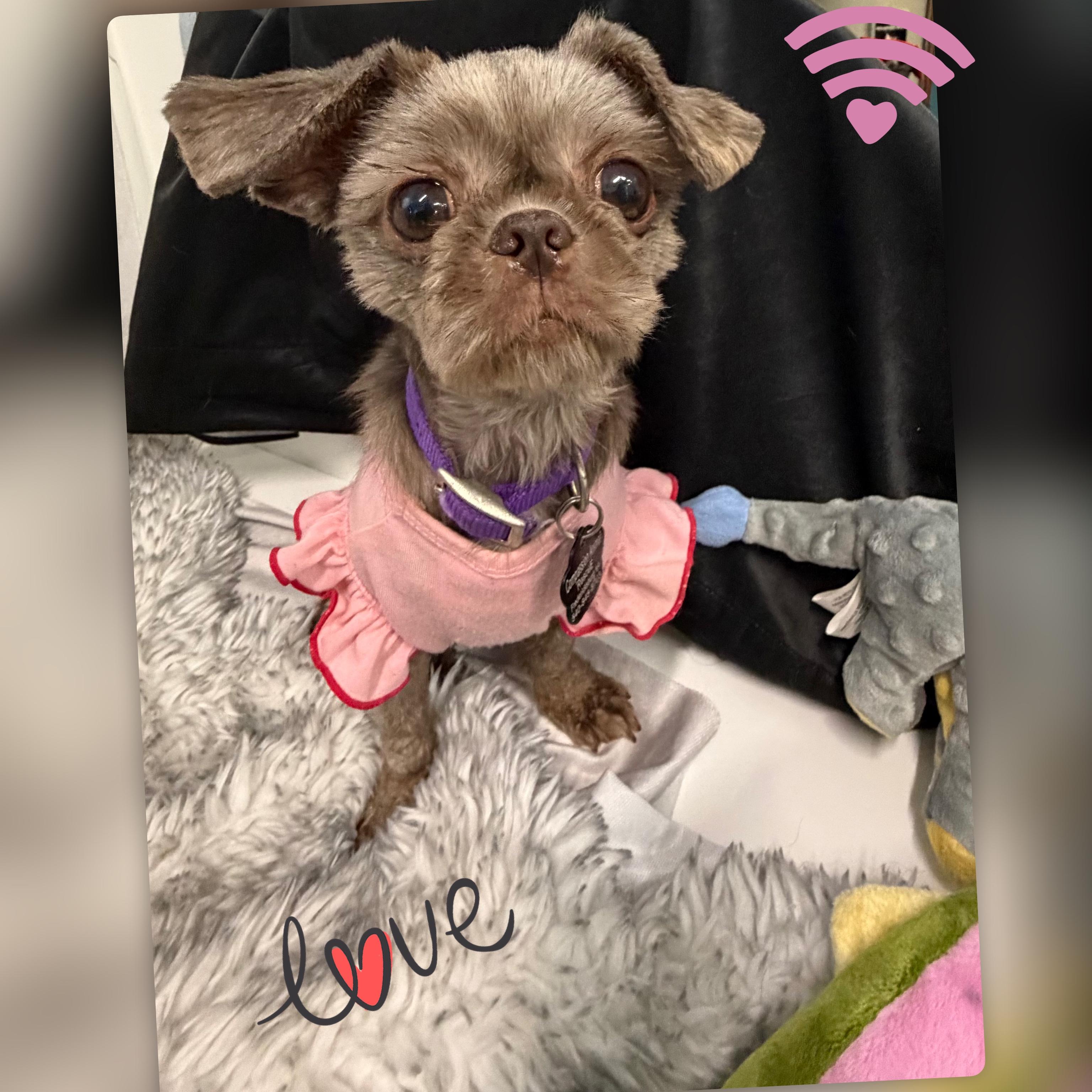 Enlarge Shelly, a Adopted mixed breed in Fredericksburg, VA image 6/6