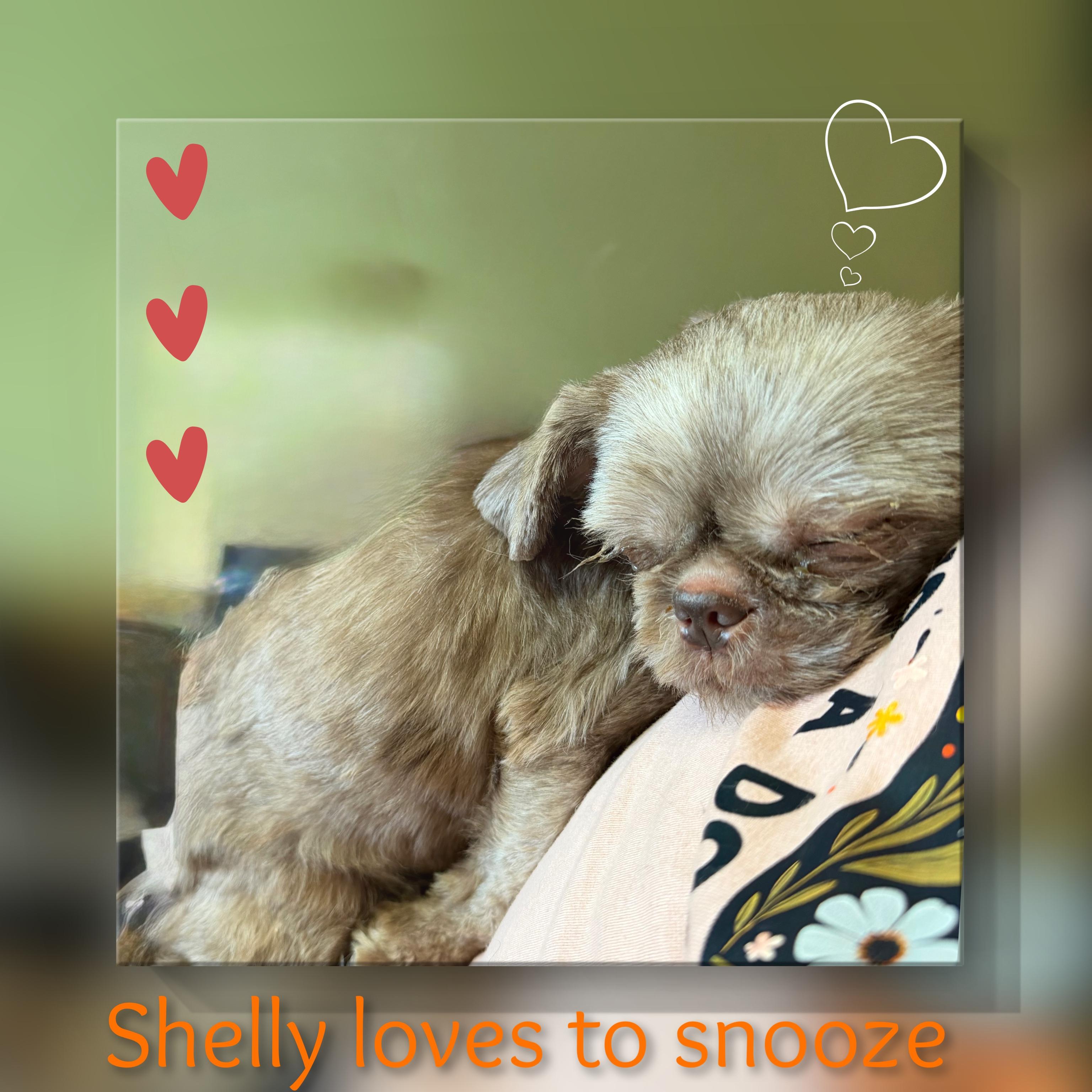 Enlarge Shelly, a Adopted mixed breed in Fredericksburg, VA image 4/6