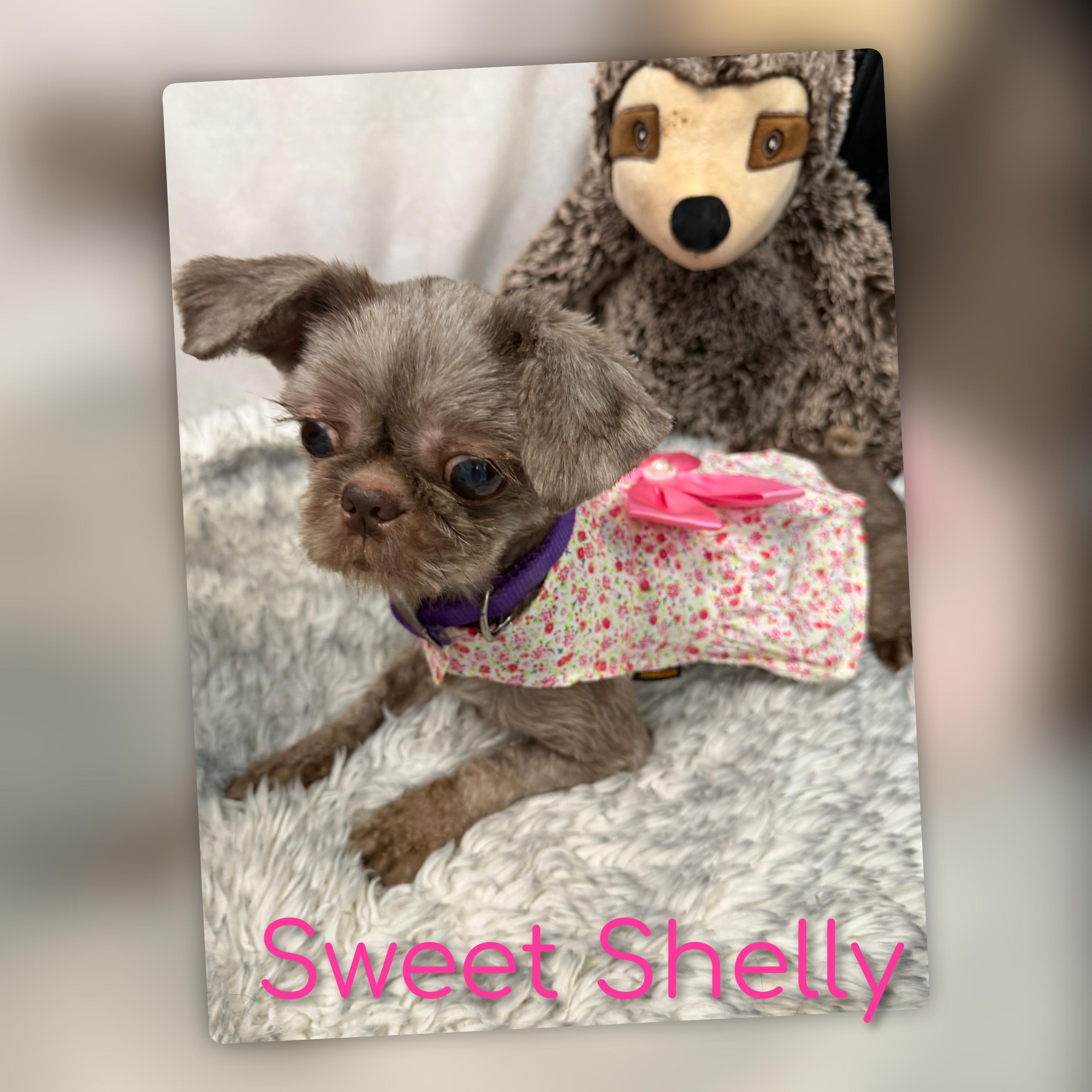 Enlarge Shelly, a Adopted mixed breed in Fredericksburg, VA image 3/6