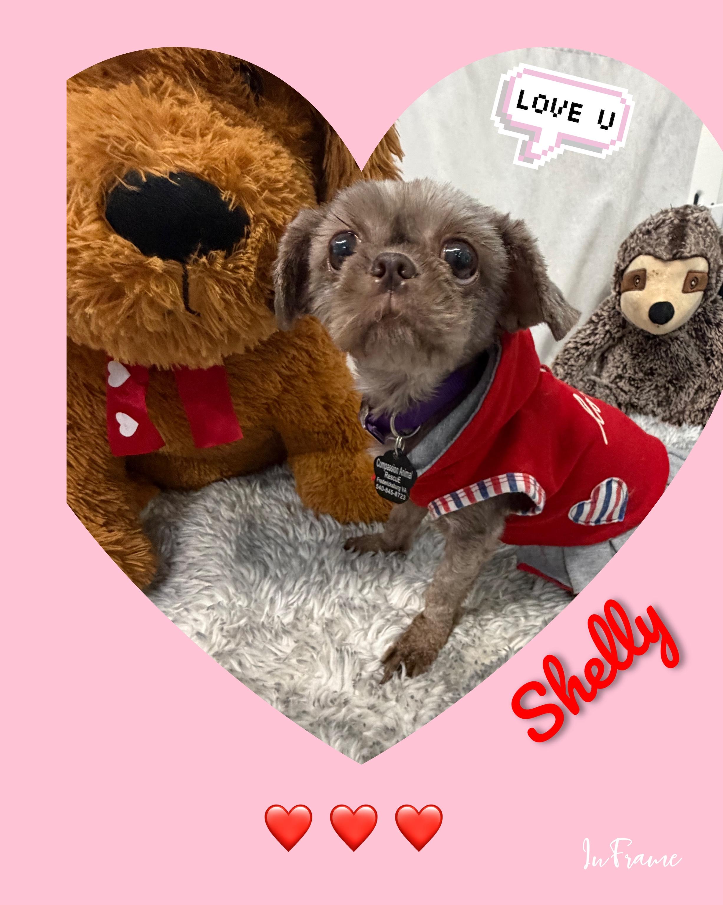 Enlarge Shelly, a Adopted mixed breed in Fredericksburg, VA image 2/6