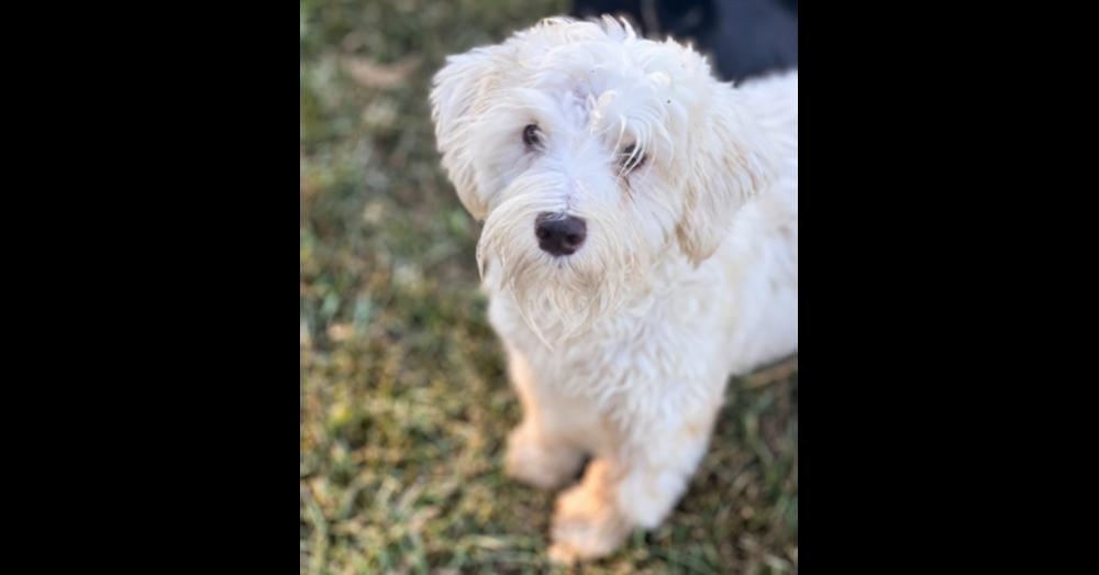 SUGAR BEAR, Adopted, Young Female Schnauzer.