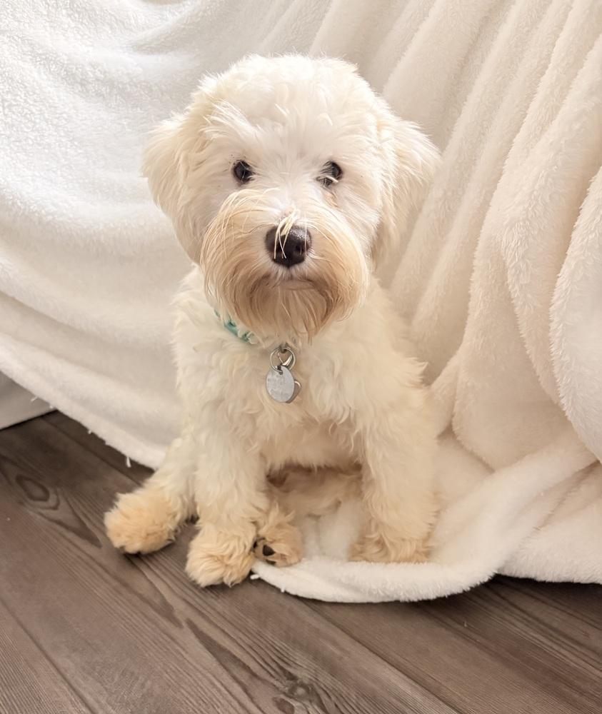Enlarge SUGAR BEAR, a Adopted Schnauzer in Milton, GA image 2/3