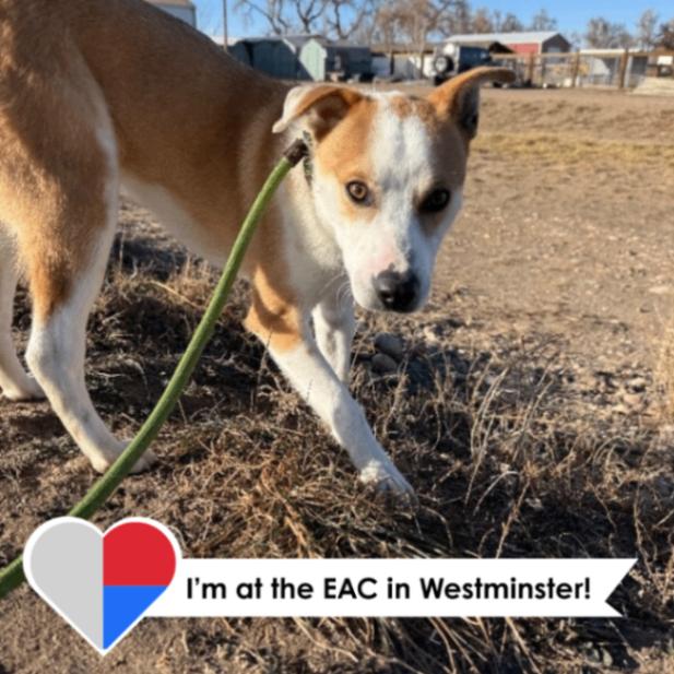 Guy Fieri, Adoptable, Adult Male Mixed Breed.