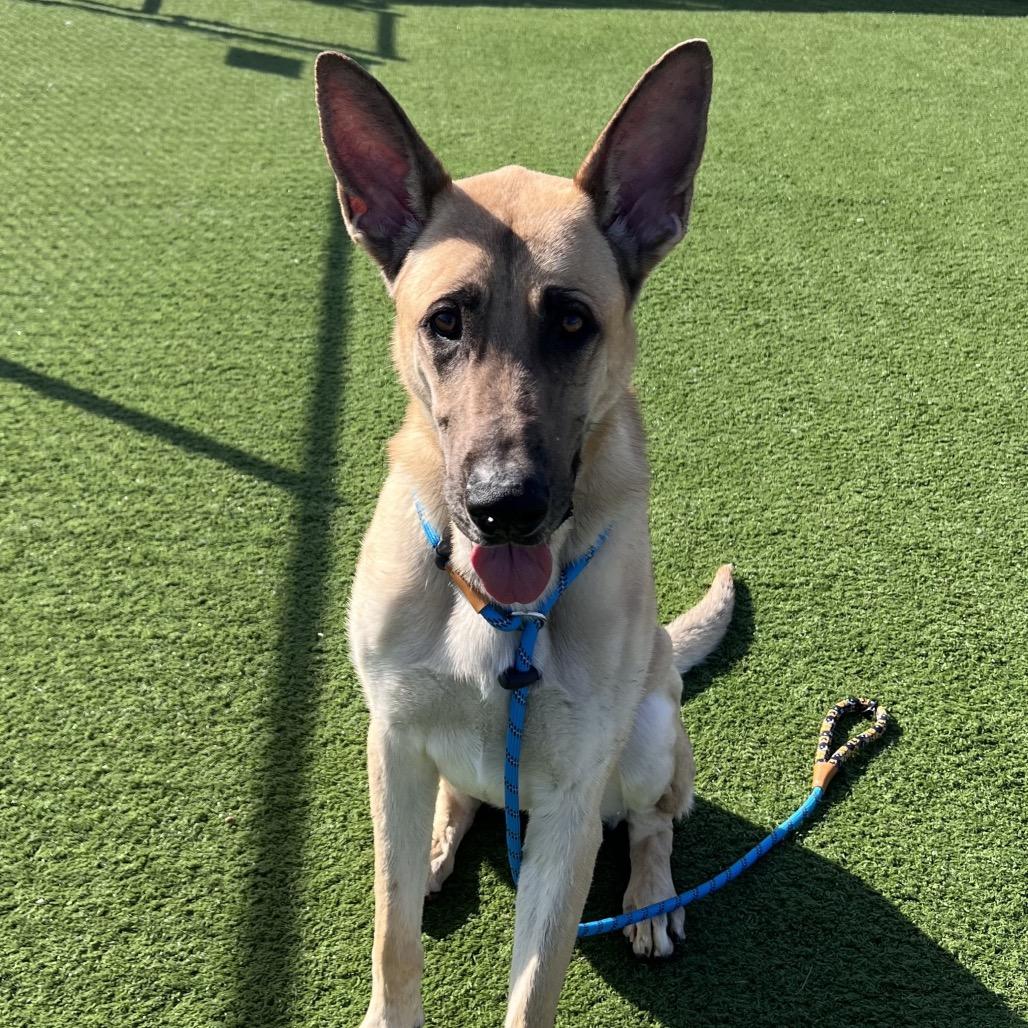 Rico — thumbnail 3