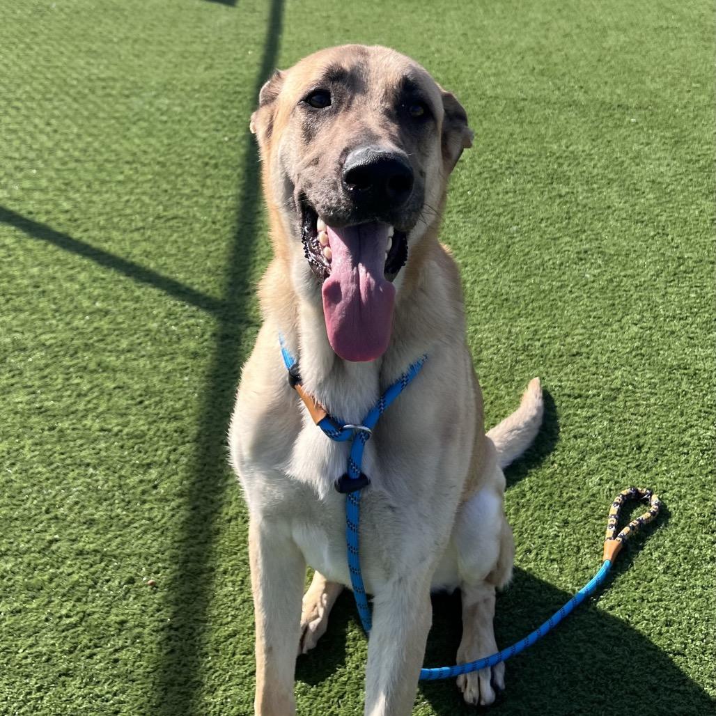 Rico — thumbnail 4