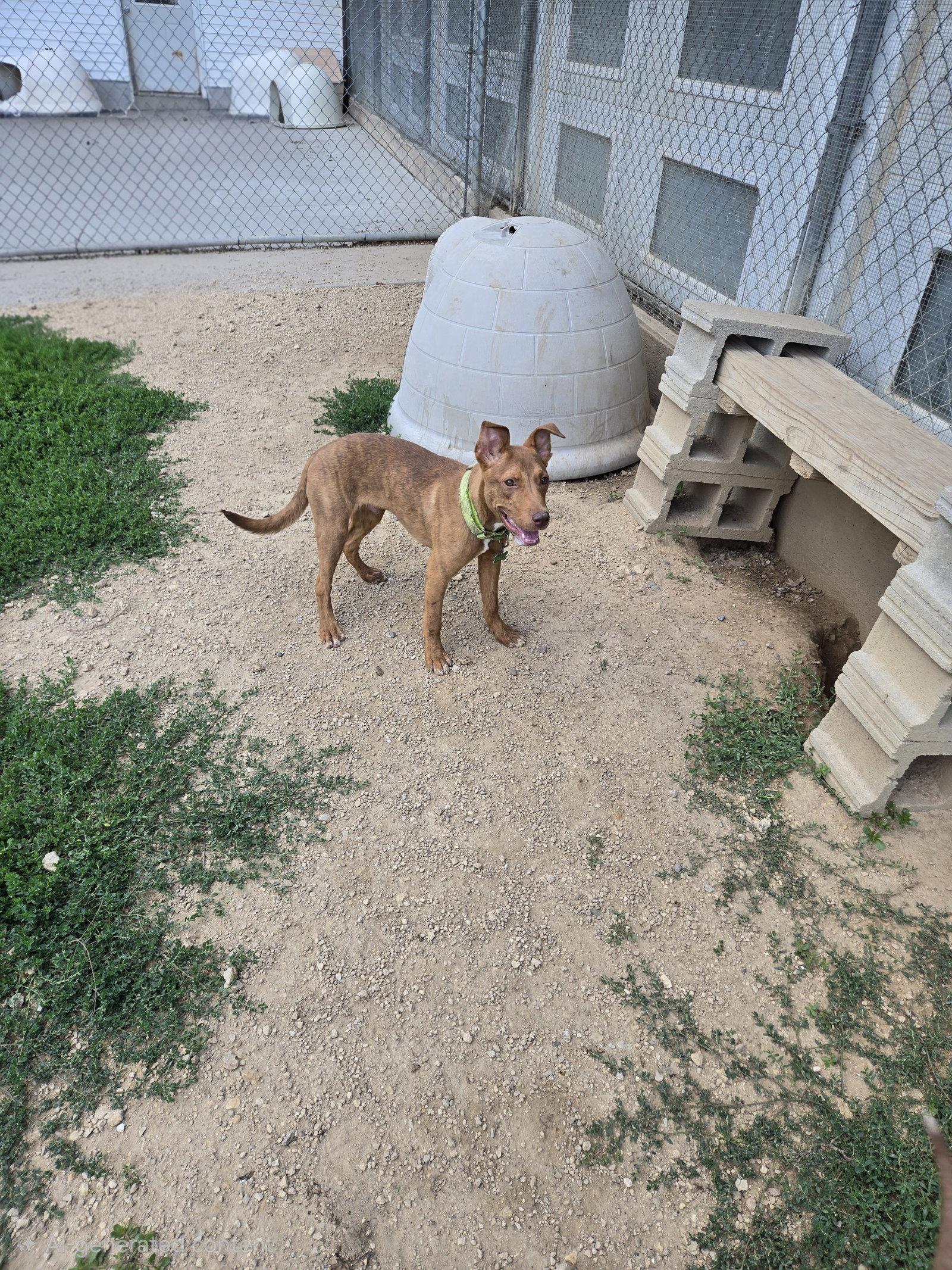 Grumpy, Adoptable, Young Male Mountain Cur & Vizsla.