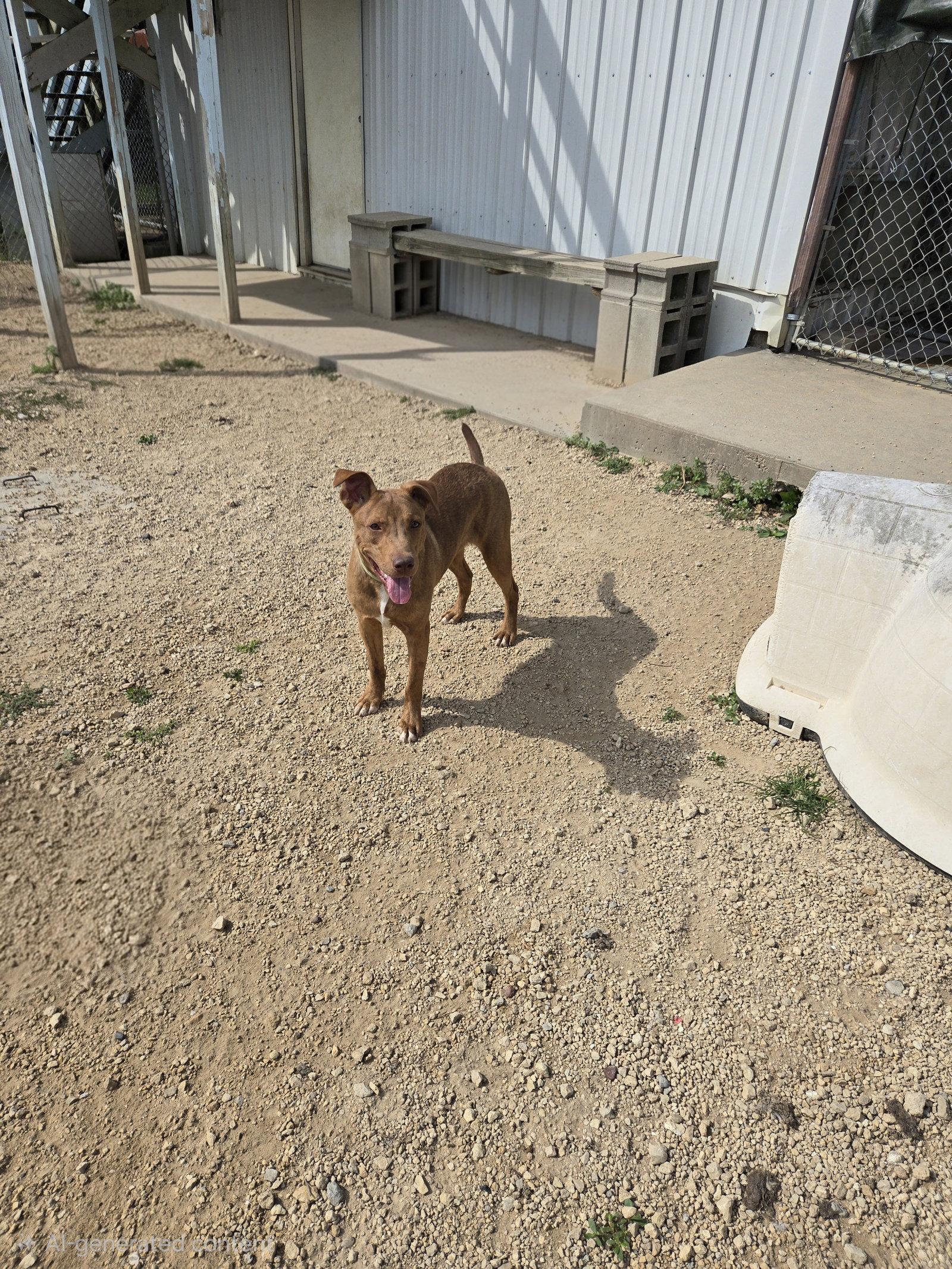 Enlarge Grumpy, a Adoptable mixed breed in Maquoketa, IA image 2/2