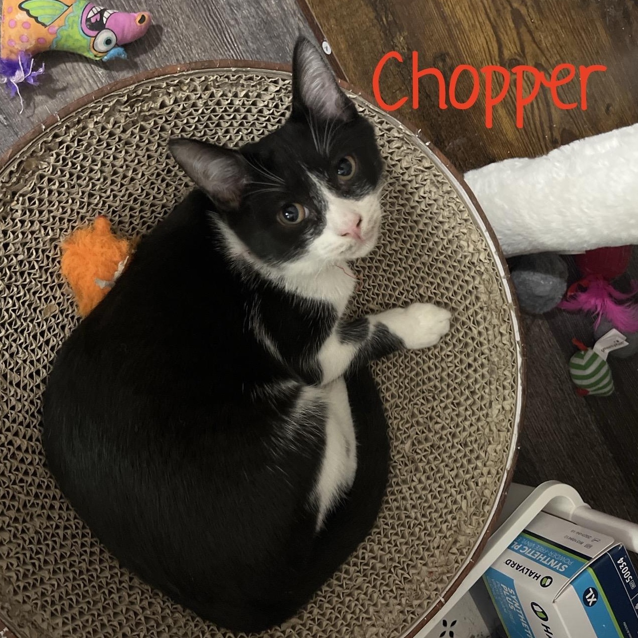 Enlarge Chopper...check out my cute face, a Adoptable Domestic Short Hair in Murfreesboro, TN image 2/4