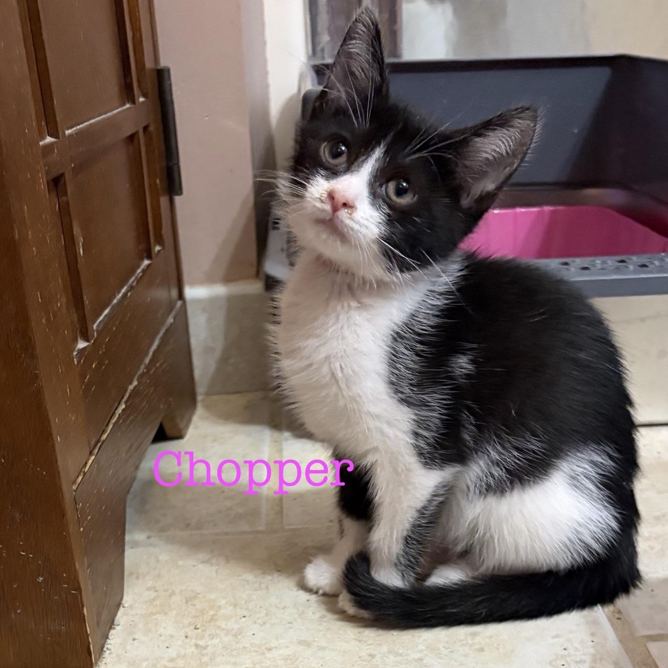 Enlarge Chopper...check out my cute face, a Adoptable Domestic Short Hair in Murfreesboro, TN image 3/4