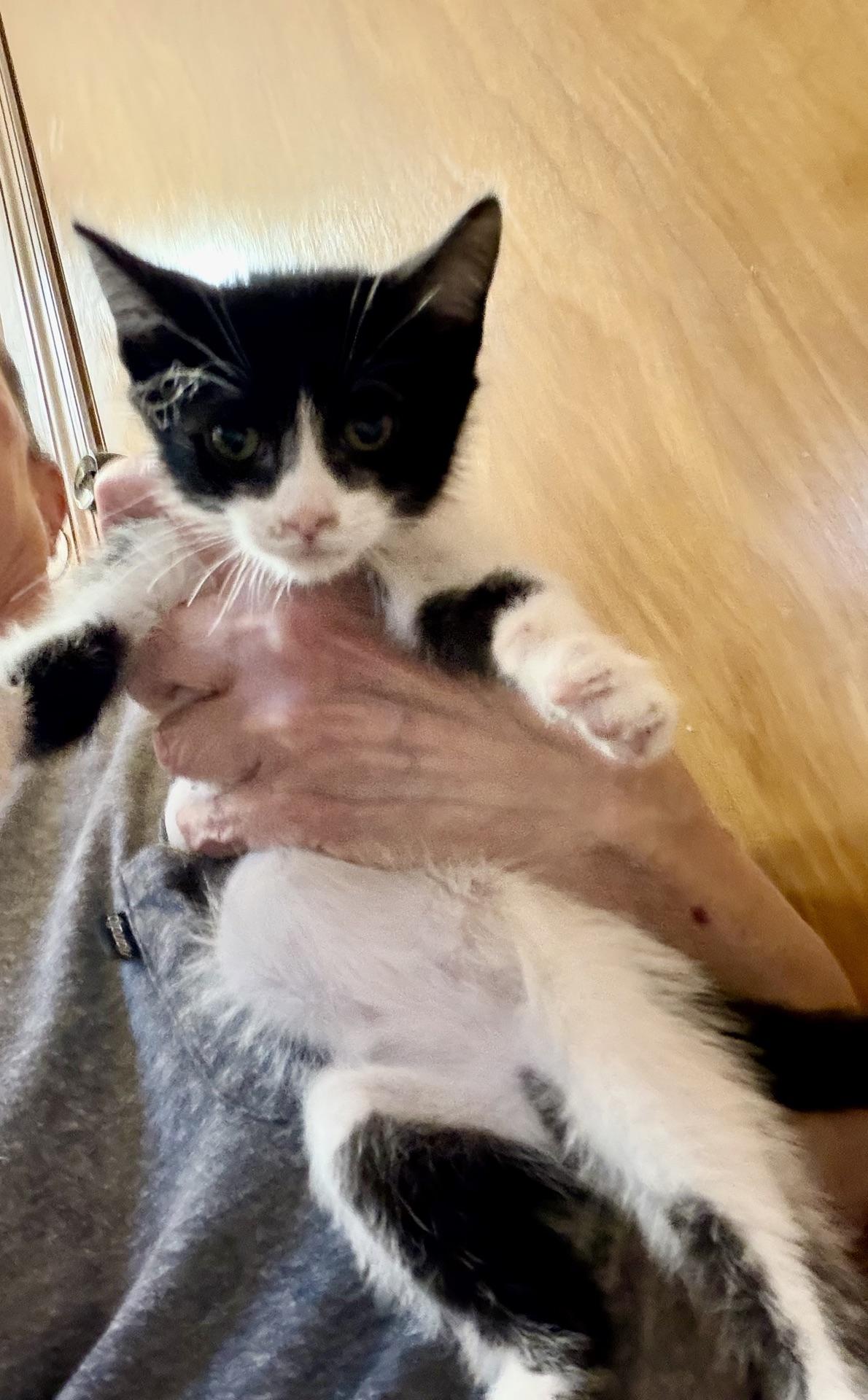 Enlarge Chopper...check out my cute face, a Adoptable Domestic Short Hair in Murfreesboro, TN image 4/4