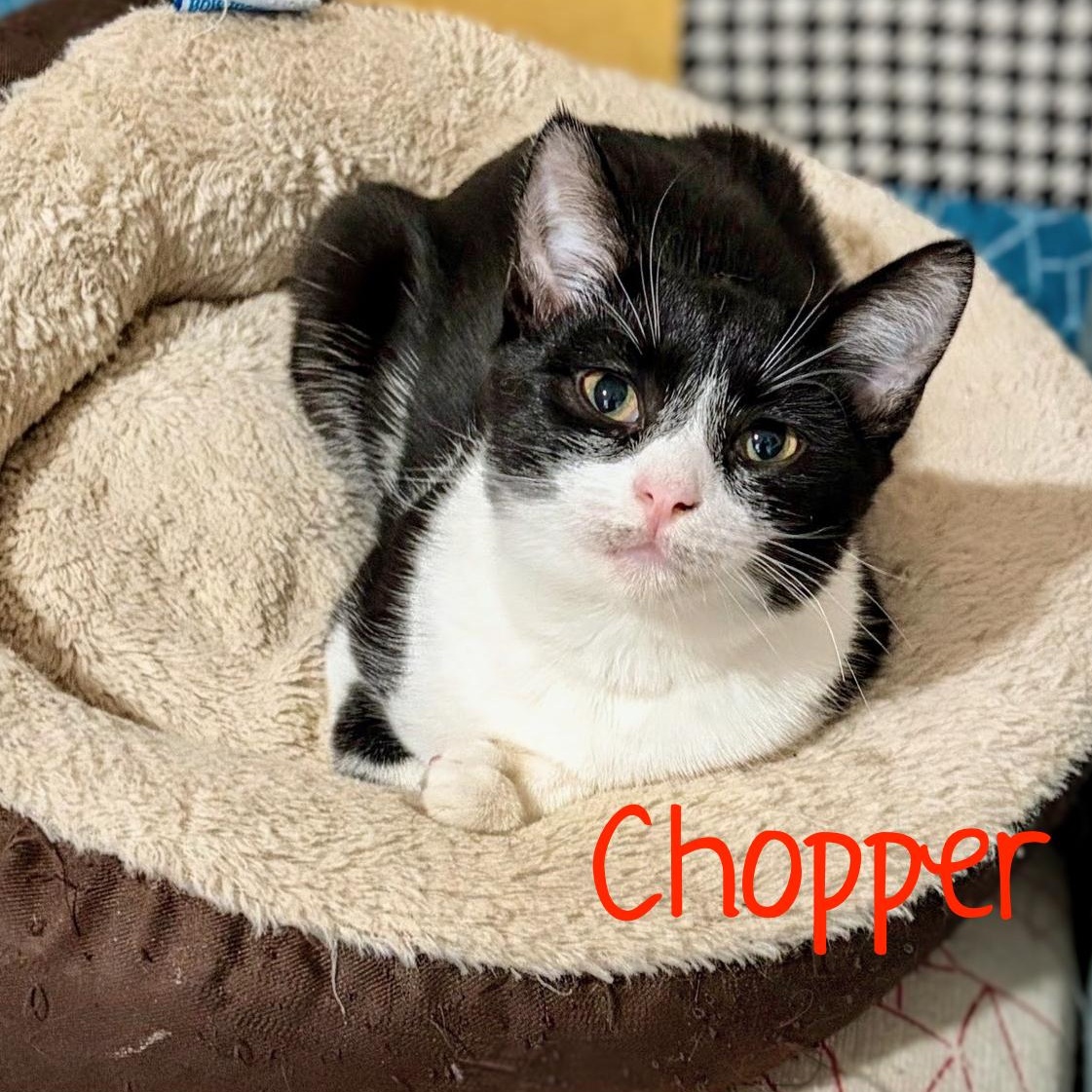 Enlarge Chopper...check out my cute face, a Adoptable Domestic Short Hair in Murfreesboro, TN image 1/4