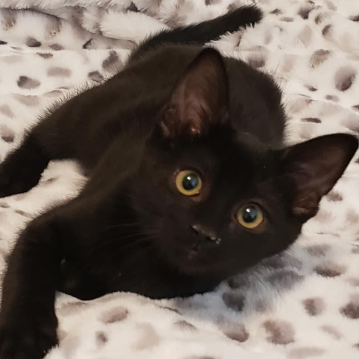 ARWEN RIVENDELL, Baby Female Domestic Short Hair