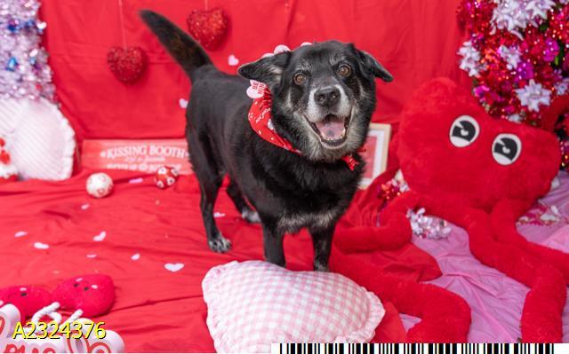 Enlarge HERMES, a Adoptable mixed breed in West Palm Beach, FL image 1/1