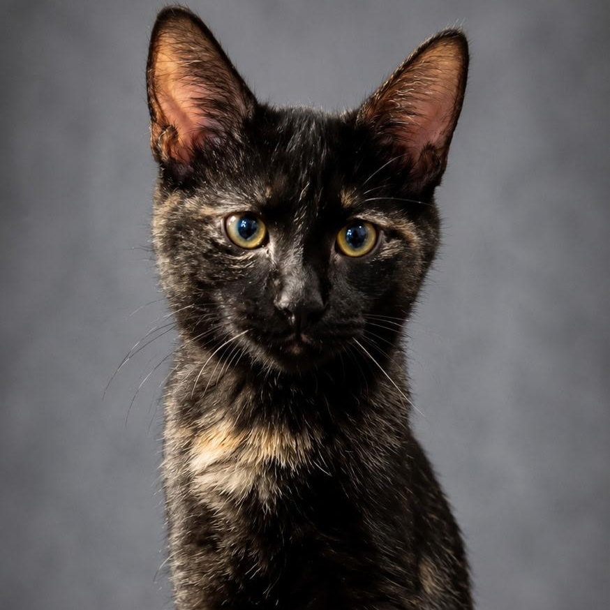 Indiana, a Adoptable Domestic Short Hair in Menasha, WI image 2/2